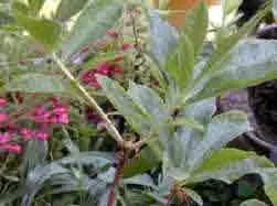 An Azalea Mollis red